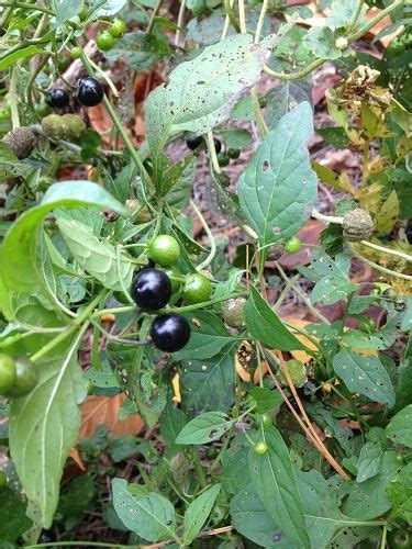 Black Nightshade – Poisonous? | Walter Reeves: The Georgia Gardener