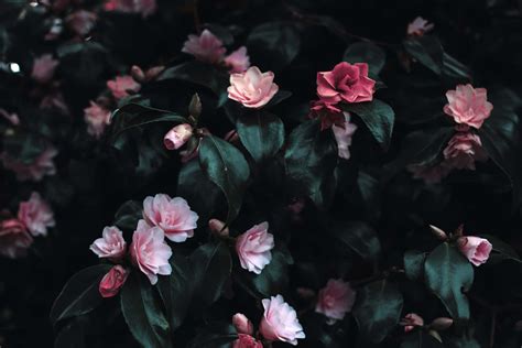 [100+] Dark Flower Aesthetic Wallpapers | Wallpapers.com