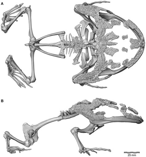 Three-dimensional digital reconstruction of skeleton of Beelzebufo... | Download Scientific Diagram