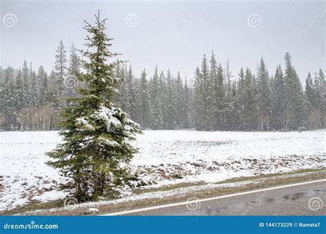 Kaibab National Forest Park and Grand Canyon Under Heavy Snowfall Stock ...