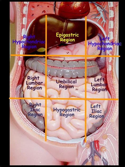 abdominopelvic regions and quadrants | Anatomía, Anatomía médica ...