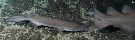 'Atypical' gathering of 'rare' deep-sea predators spotted for first ...