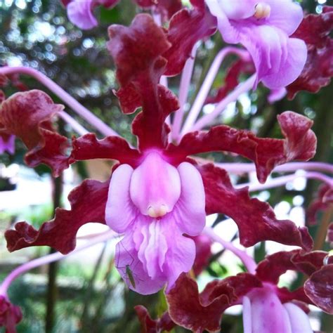#Orquid #colombia | Orchids, Plants