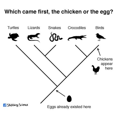 Which came first: the chicken or the egg? - Curious