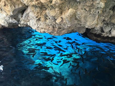 Free Images : formation, reflection, blue, fish, greece, corfu ...