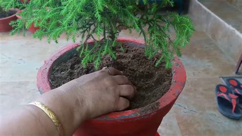 Care of Juniper Plant||13 April,2017 - YouTube