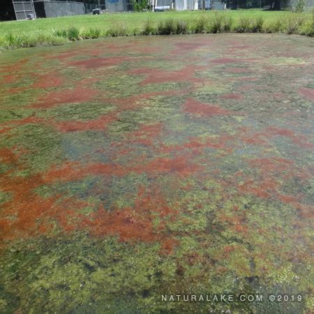 Euglena: the Color-Changing Alga - Naturalake Biosciences