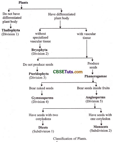 Plant Kingdom - Types, Classification, Characteristics and Differences between Plants and ...