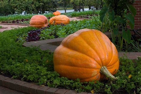 Atlantic Giant Pumpkin (Treated Seed) | Seedway