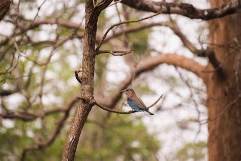 Ganeshgudi Forest, a Safekeep for the Hornbills and Small Pleasures of Birding in Dandeli ...