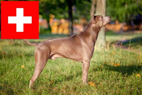 Thai Ridgeback breeders and puppies in Switzerland - Dogweb.co.uk