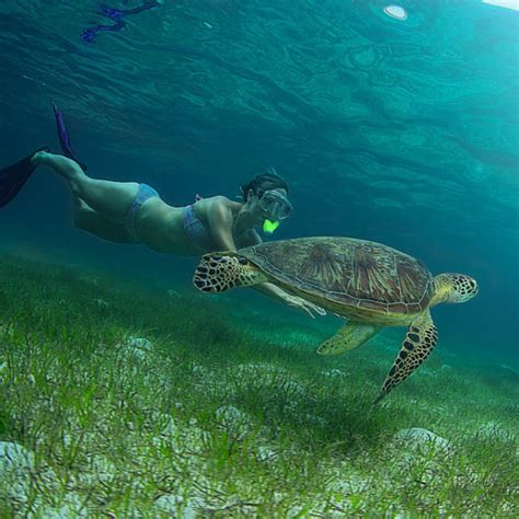 Green Island & Great Barrier Reef Snorkelling - Great Adventures ...