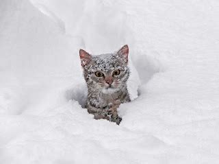 The Operacats: Cats in the snow!