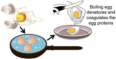 Protein Denaturation by Heat - Definition, Examples & Mechanism ...