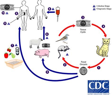 Toxoplasmosis - Pregnancy, Eye, Causes, Symptoms, Treatment