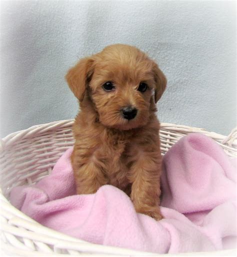 Growing Puppies - Virginia Schnoodle Breeder --Hypoallergenic Dogs: A ...