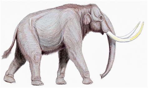 Smallest Mammoth Tusks Ever Found? A Tale of Teeth and Tusks - Catawiki