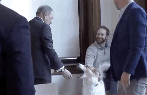 Mike Bloomberg Dog GIF by Election 2020 - Find & Share on GIPHY