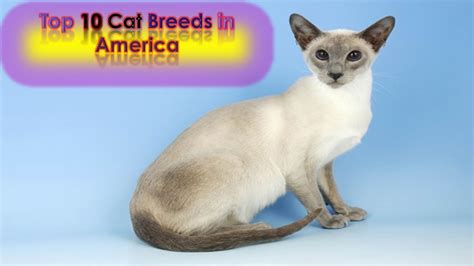 Top 10 Cat Breeds in America - YouTube