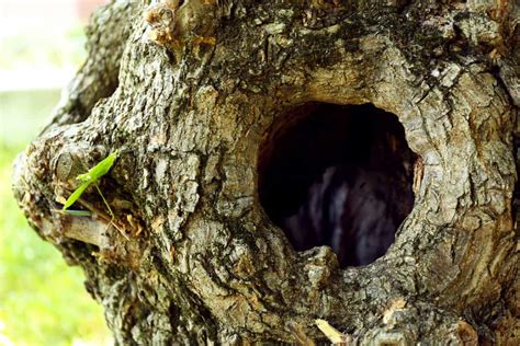 7 Reasons Your Tree Has Holes (And If It Will Survive) - Tree Journey