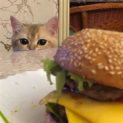 Cat burger Blank Template - Imgflip