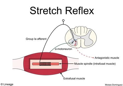 Muscle Spindles / Golgi Tendon Organs - Neurology - Medbullets Step 1