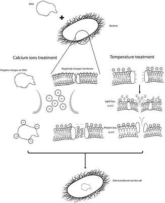 Frontiers | Revisiting the Mechanisms Involved in Calcium Chloride Induced Bacterial Transformation