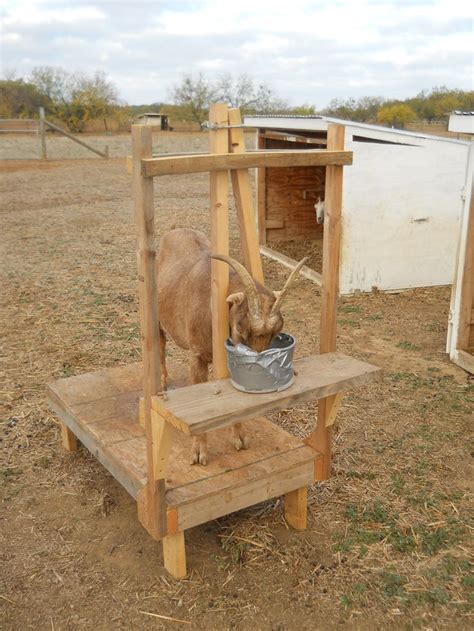 Goat milking, Goat milking stand, Pygmy goat