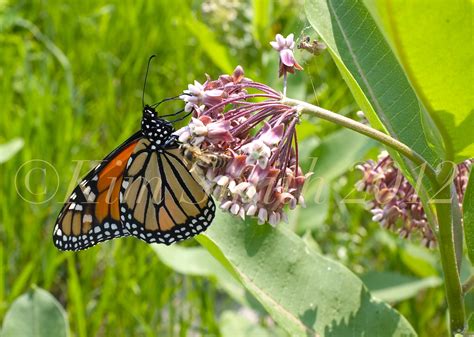 Monarch Butterfly Common Milkweed Asclepias syriaca Honey Bee©Kim Smith 2013 | Kim Smith Films