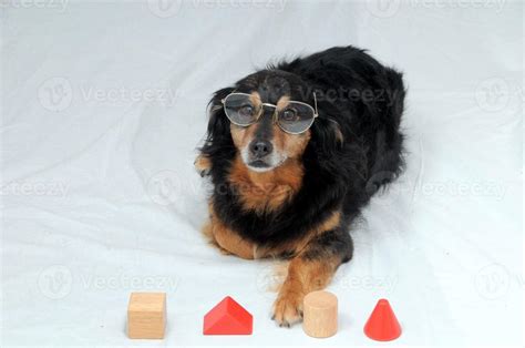 Dog IQ Test 16735397 Stock Photo at Vecteezy