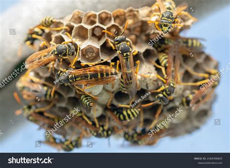 European Wasp Vespula Germanica Building Nest Stock Photo 2164306825 ...