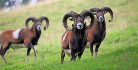 Amazing : Mouflon, Large Curved Horns, Infy World