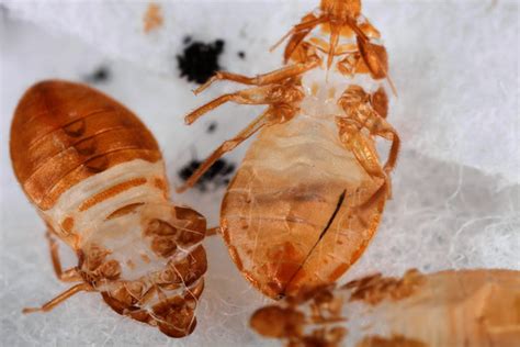 close-ups of 3 shed skins of 5th instar bed bug nymphs | Flickr - Photo Sharing!