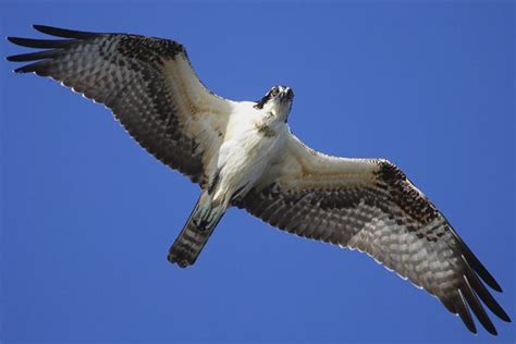 Soaring Seahawk. There really is a bird called a Seahawk ! | Birds ...