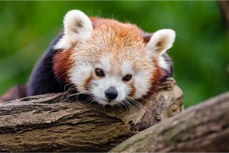 Exploring The Red Panda Spirit Animal: Red Panda Symbolism And Dream Meaning - Spirit of Sapphire