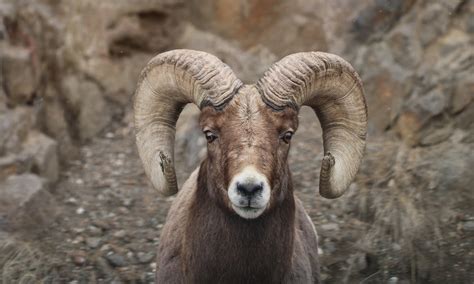 RAM FACT: A ram's horns do not stop growing throughout their entire lifetime. : r/LosAngelesRams