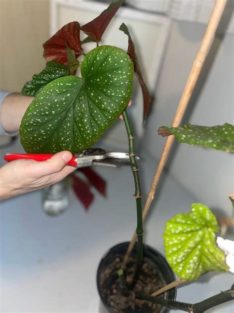 Begonia Maculata Propagation: Multiply Your Maculata Effortlessly