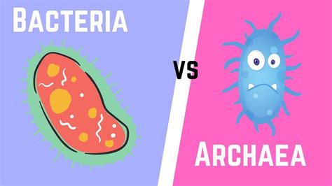 When Did Archaea And Bacteria Split? The 9 Latest Answer - Ecurrencythailand.com