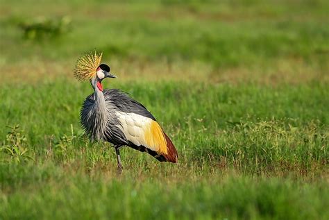 What is the National Bird of Nigeria? - WorldAtlas