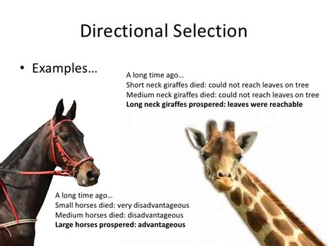 Directional Selection