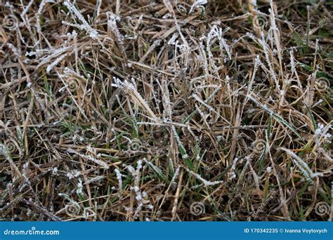 Frost on the Grass. Winter Background Stock Image - Image of landscape ...