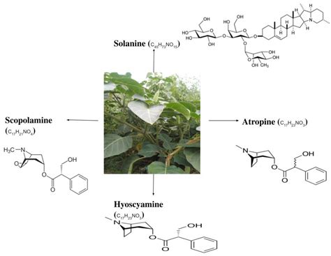 How To Make Datura Flower Essence | Best Flower Site