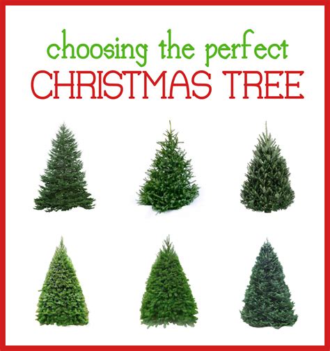 Types Of Christmas Trees | Cheap Filing Cabinets