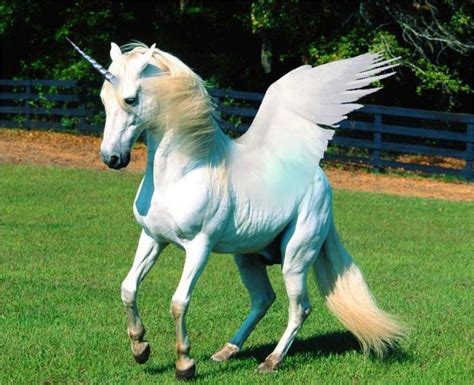 Unicorns: History, Magic, Myth and Symbolism | Real unicorn, Unicorn pictures, Unicorn images