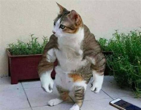 Roundup Of Cursed Cat Images For Those Who Want To Feel Mildly Strange | Cat memes, Baby cats, Cats