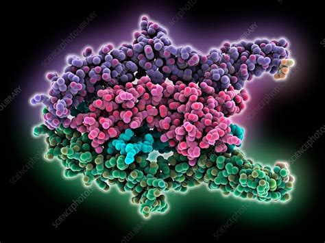 Neurotrophin complexed with receptor - Stock Image - C035/5765 ...