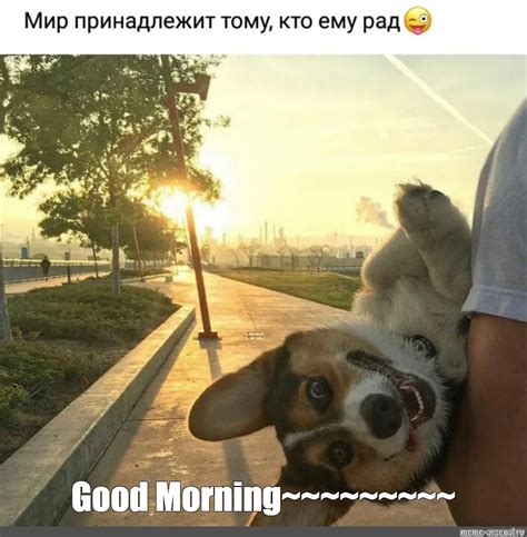 Create meme "good morning friends, good morning funny dogs, good" - Pictures - Meme-arsenal.com