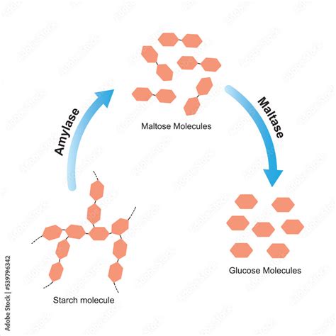 Scientific Designing of Starch Digestion. Carbohydrase Enzyme Effect on Starch Molecule. Maltose ...