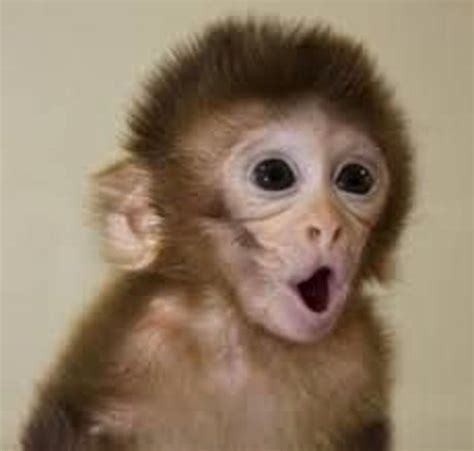 Animals with the Cutest Babies | Pet monkey, Cute baby monkey, Monkeys funny