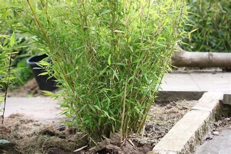 Small bamboo plants - bargain | in Hamilton, South Lanarkshire | Gumtree